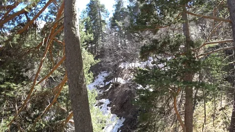 Mounting forest view at the beginning of spring Video stock 89816022