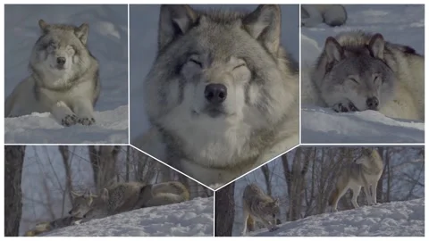 Mounting. Rest of the gray wolf pack in winter Stock Footage 145845907