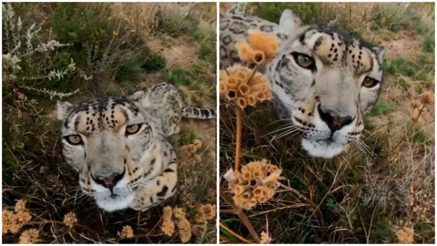 Mounting. Snow leopard on the mountain ranges of Central Asia Stock Footage 145971574