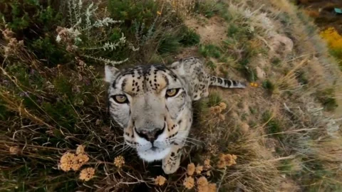 Mounting. Snow leopard on the mountain ranges of Central Asia Stock Footage 146029275