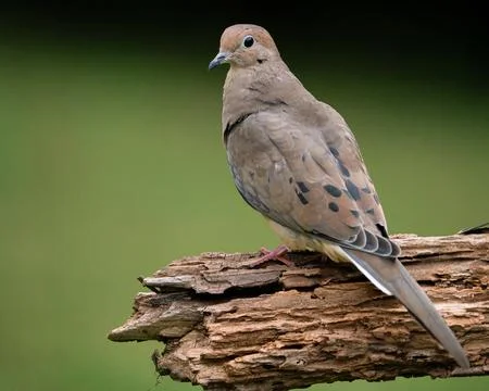 Mouring Dove Stock Photos