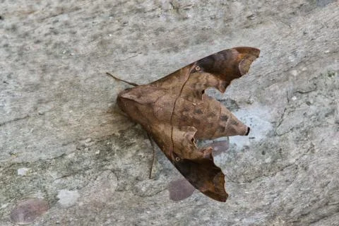 Mournful Sphinx moth on tree bark. Foto stock