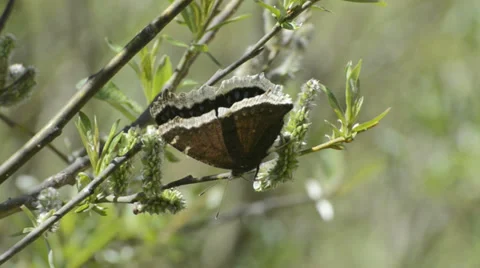 Mourning Cloak Butterfly Stock Footage 32270728