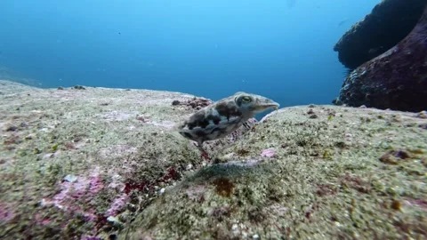 Mourning cuttlefish Stock-Footage 333532029
