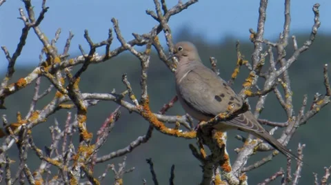 Mourning Dove 1 Stock Footage 8508816