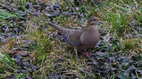 Mourning Dove 4K Stock Footage 83693944