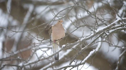 Mourning dove bird perched on bare tree branch closeup during winter snow Stock Footage 104561737