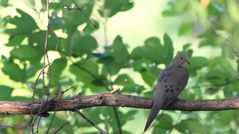 Mourning dove bird perched on a limb Stock Footage 91730478