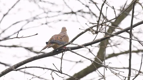 Mourning dove bird perched on tree branch during wind flying away Stock Footage 104561655