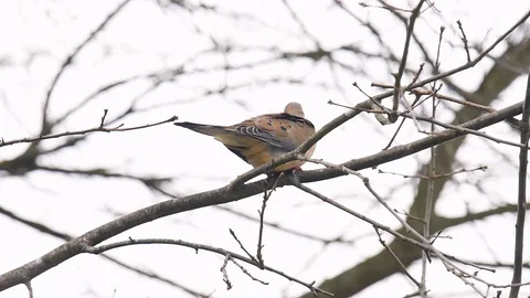 Mourning dove bird perched on tree branch during wind swaying Stock Footage 104561659