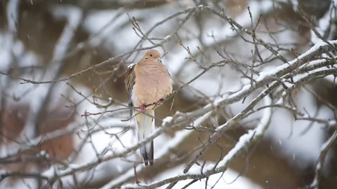 Mourning dove bird seamless loop cinemagraph winter snow slow motion Stock Footage 130073553