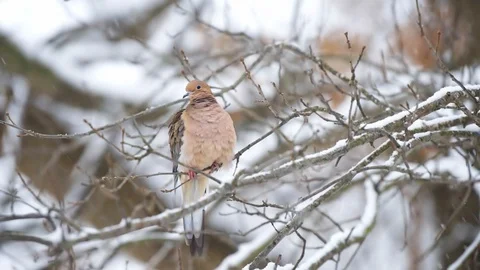 Mourning dove bird seamless looping cinemagraph winter snow slow motion Video stock 130073555