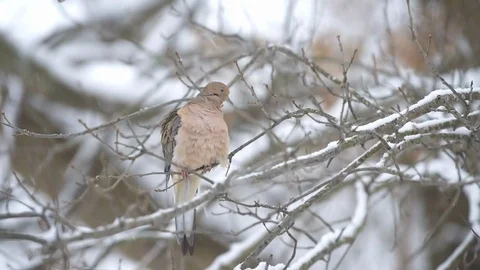 Mourning dove bird sitting on bare tree branch closeup during winter snow Stock Footage 104561802