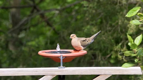 Mourning dove bird on solar panel water fountain summer drinking Stock Footage 132995730