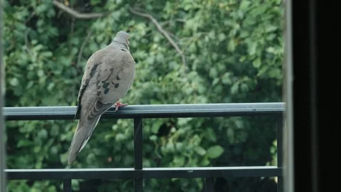 Mourning dove on black rail trees blowing Stock Footage 92920251