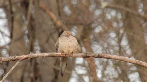 Mourning Dove on branch, centered in frame 스톡 동영상 98348696
