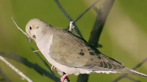 Mourning Dove On Branch Stock Footage 10579311
