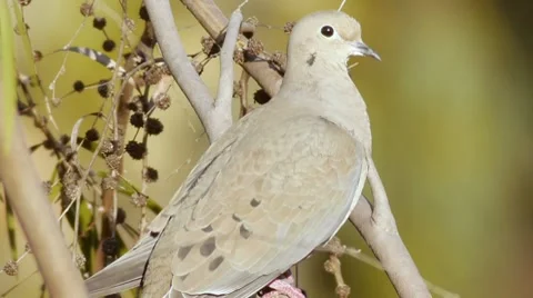 Mourning Dove On Branch Stock Footage 10592187
