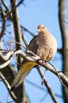 Mourning Dove in Budding Maple Stock Photos