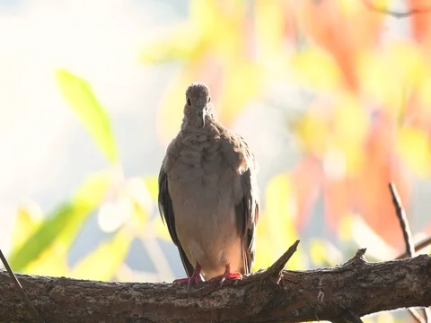 Mourning dove up close backlit by fall leaves 4k Stock Footage 80072078