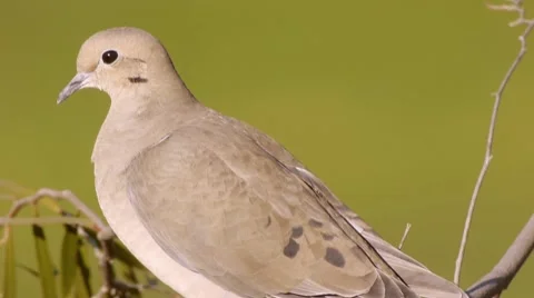 Mourning Dove Close Up Stock Footage 10579250