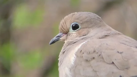 Mourning Dove Up Close Stock Footage 156038191