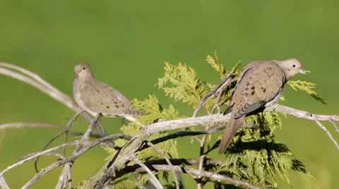 Mourning Dove Couple Medium Shot Stock Footage 10592009