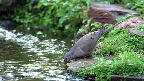 Mourning dove drinking water from a mountain stream Vídeo Stock 335469264