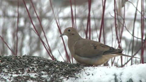 Mourning dove eats seeds Video stock 36703601