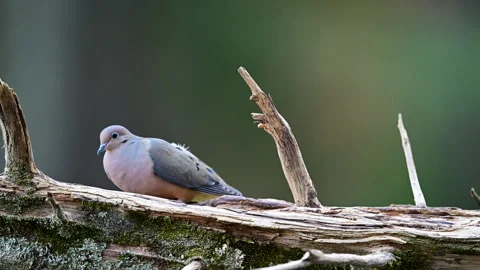 Mourning Dove feeding on fallen tree Видео 304873209