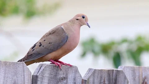 Mourning Dove on fence. Stock Footage 76170187