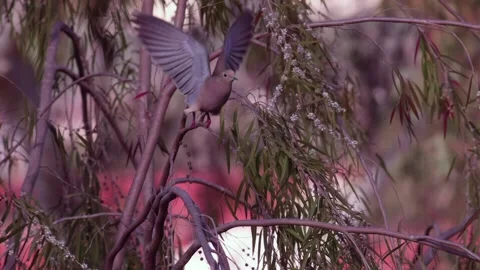 Mourning dove flying off eucalyptus tree in Slow Motion 1000fps, Locked shot Stock Footage 151751119