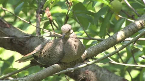 Mourning Dove Stock Footage 8948169