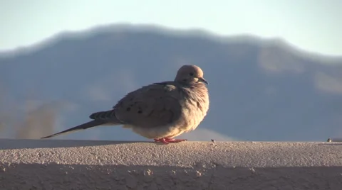Mourning Dove Stock-Footage 48840217
