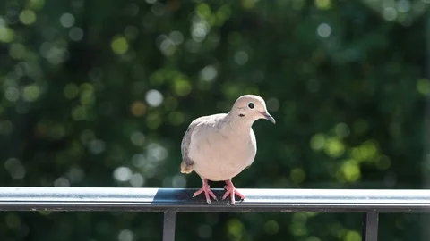Mourning dove Stock Footage 92922056