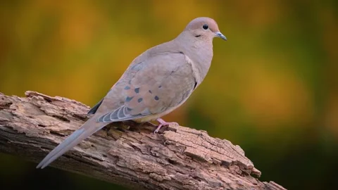 Mourning Dove Stock Footage 220312260