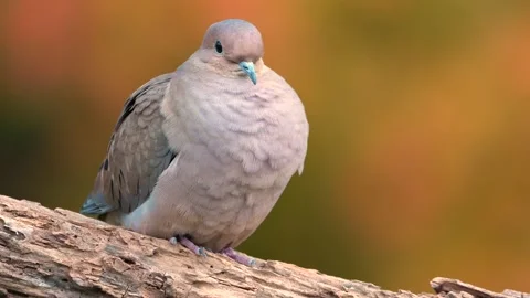 Mourning Dove Stock Footage 220312280