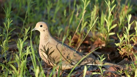 Mourning Dove Stock Footage 239279393
