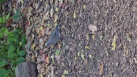 Mourning Dove foraging in the Park Stock Footage 287664632