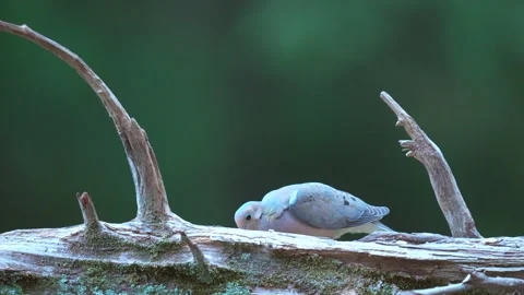 Mourning Dove on a log Stock Footage 310308955
