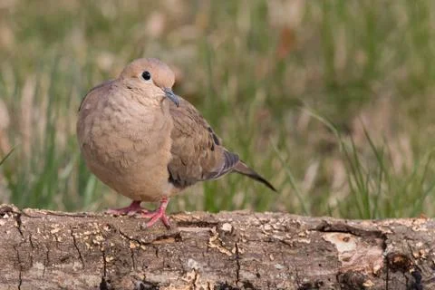 Mourning Dove on Log Stock Photos