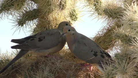 Mourning Dove Male Female Doves Bird Bon... | Stock Video | Pond5