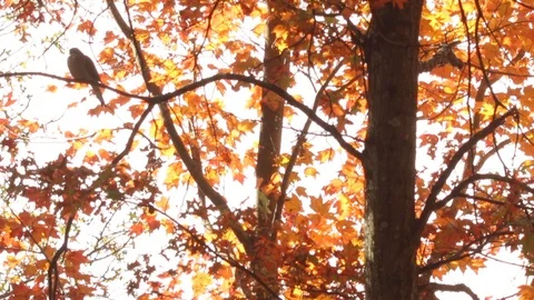 Mourning Dove in Maple Tree in Autumn Vídeo Stock 98154431