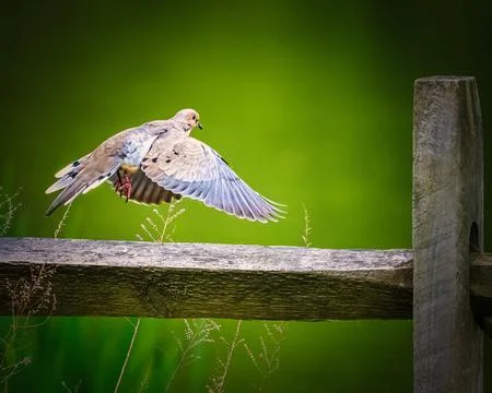 Mourning Dove in Mid-Flight Stock Photos