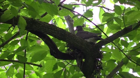 Mourning dove on nest with eggs in forest spring nature Stock Footage 63324975