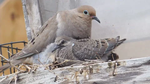 Mourning Dove Nesting with Hatchling In Tree House Stock Footage 153107227