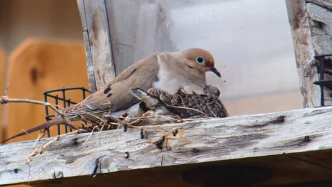 Mourning Dove Nesting In Tree House Stock Footage 153062788