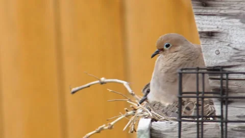 Mourning Dove Nesting In Tree House Stock Footage 153108929