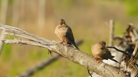 Mourning Dove Pair Stock Footage 10862785