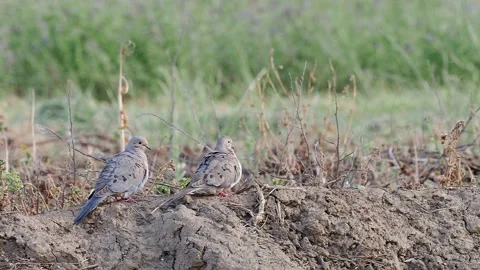 Mourning dove pair puffed up on the ground 動画素材 194214619